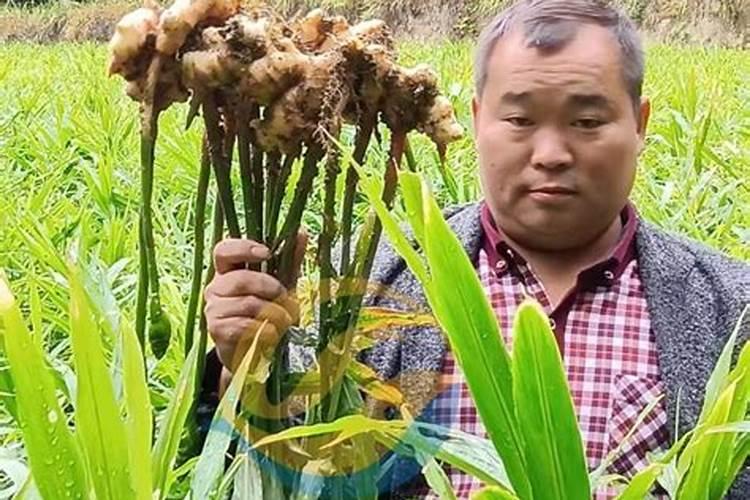 锌肥和磷酸二氢钾能一起用吗