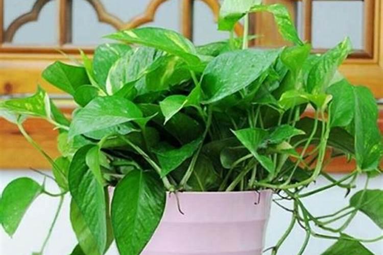 茄子怎么施肥浇水