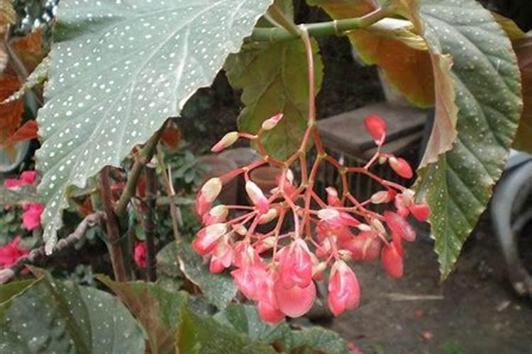 竹节海棠为什么不开花