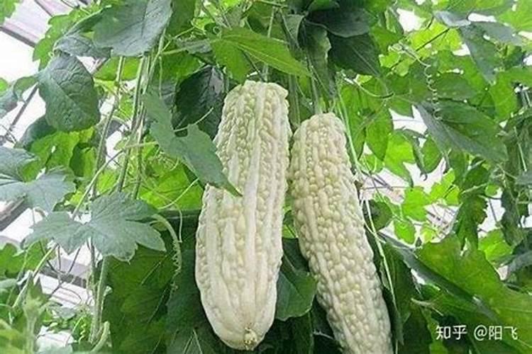 苦瓜肥料下重黄叶怎么处理