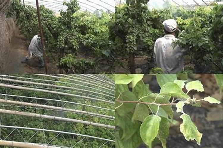 磷酸二氢钾和芸苔素在丝瓜作物上怎么使用