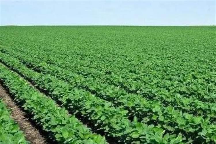 用黄豆做底肥的技术