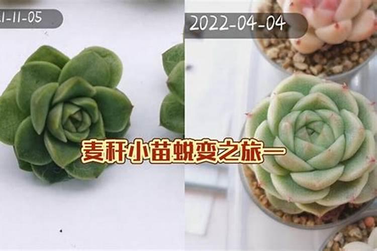 颗粒控释肥适合多肉吗？
