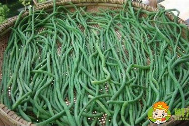 豆角能喷小苏打吗