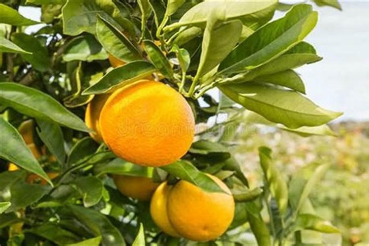 橙树施肥种植方法