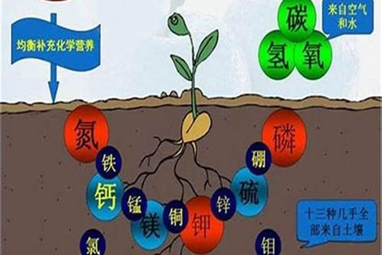 根腐病克星药,原因及防治方法