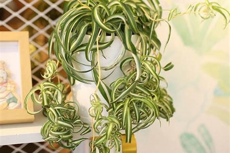 吊兰烂根卷叶怎么处理