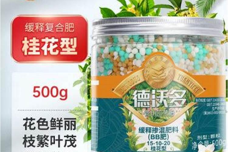 栀子花出现黄叶以后如何处理
