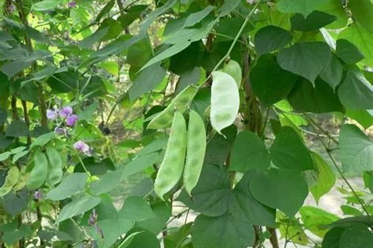 为什么树叶会变黄？