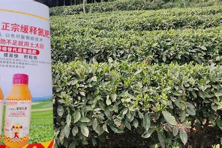 黄杨。黑骨茶树,用什么肥最好？