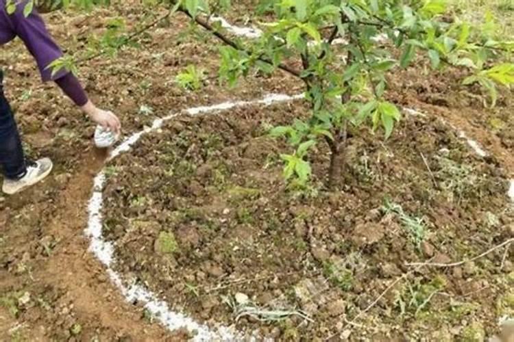 绿化苗木施什么肥料