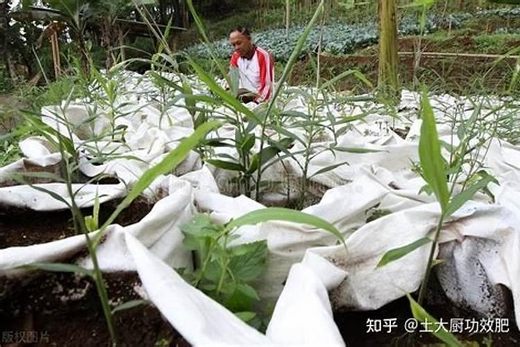 种植姜的方法和肥料
