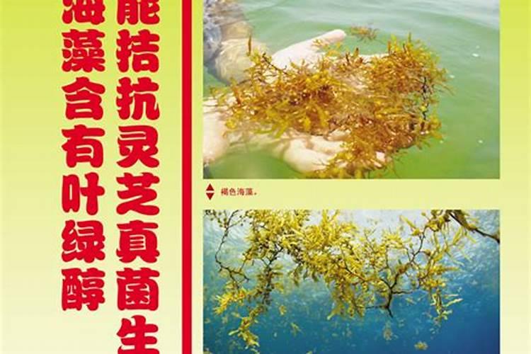 海藻肥13527的使用方法