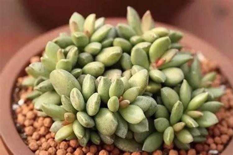 苏古米钾兑水比例