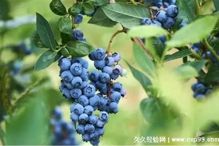 葡萄皮可以做花肥吗