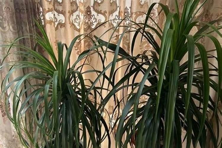 海藻精对植物的作用(肥料海藻精使农作物提早成熟提高产量)