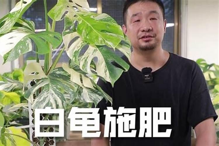 白龟顶芽变绿了还能变回来吗