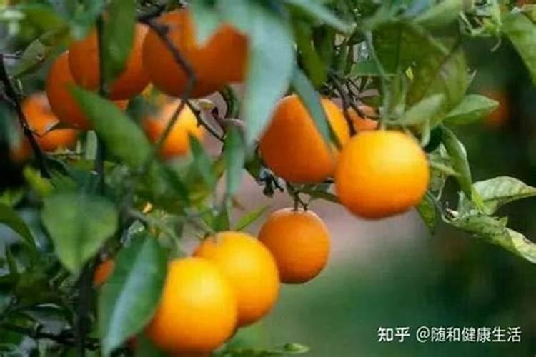 脐橙全年施肥时间表