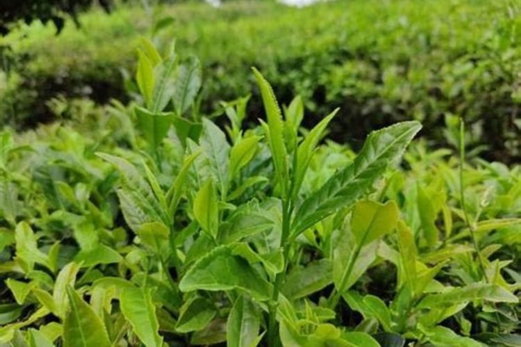 茶树用什么肥料长得快,茶树种植几年可以采摘