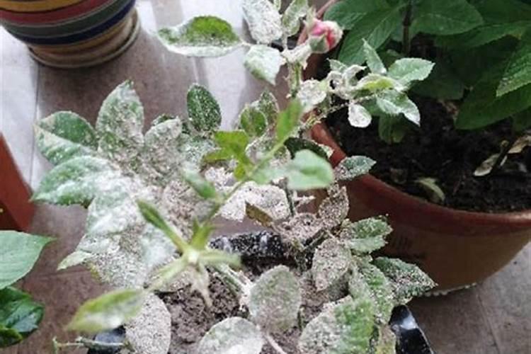 草木灰可以做花肥吗