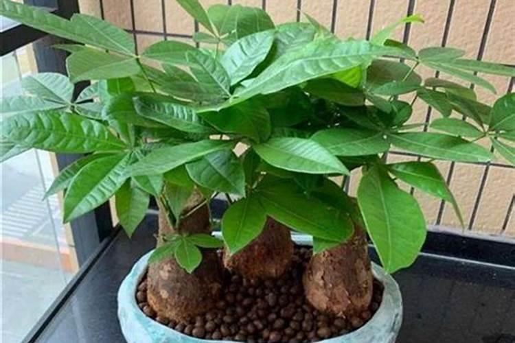 二铵排名前十的品牌