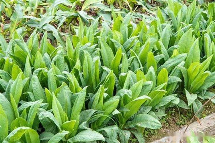 姜糖膏多少钱一瓶？什么牌子的好？