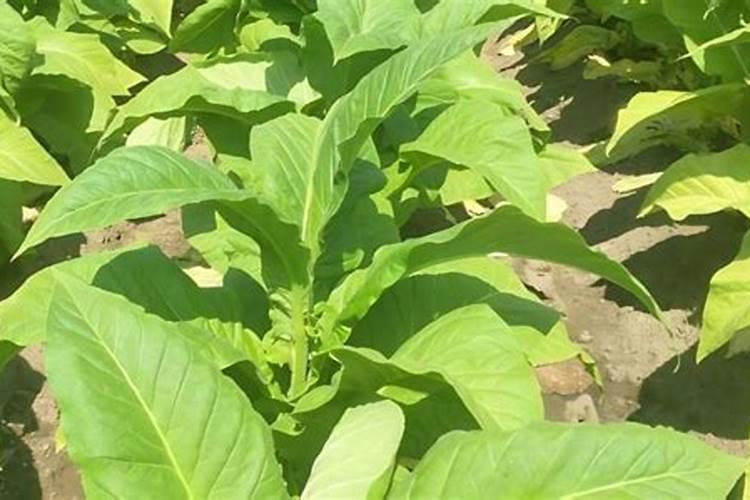 青金桔怎么种才开花 青金桔开花的方法