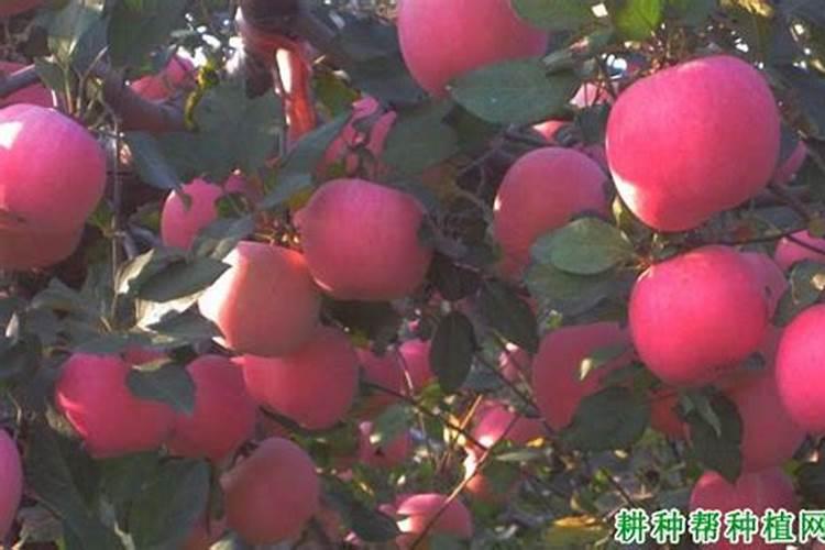 硼肥可以与钙镁磷肥混合用吗？