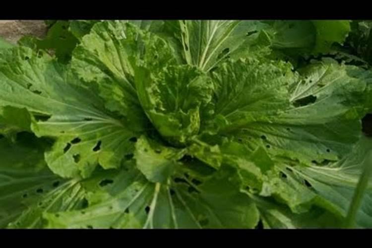 为何有人不推荐水稻使用复合肥？原因是什么呢？