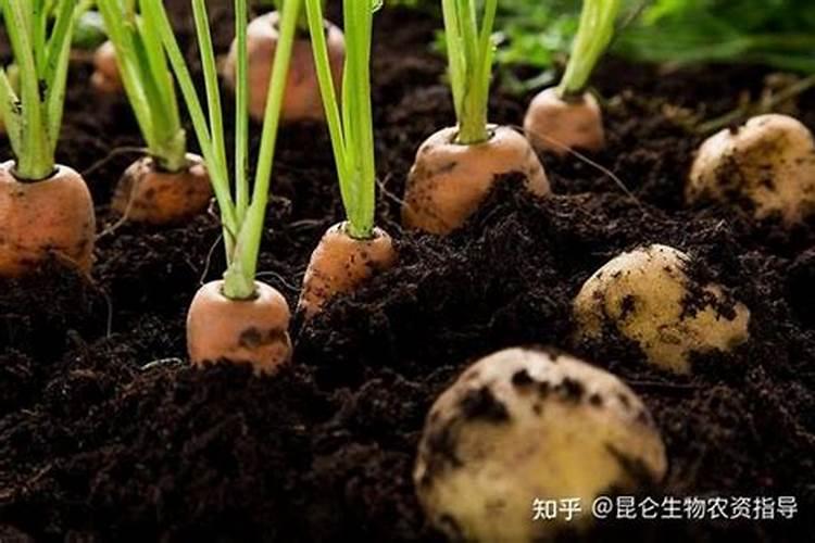 胡萝卜施什么肥能长大