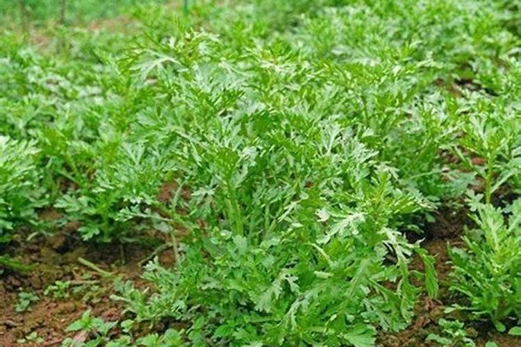 蔬菜该怎么施用氮肥效果才会最好