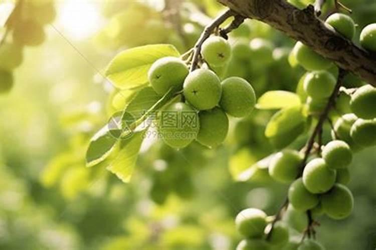 梅子树什么时候嫁接