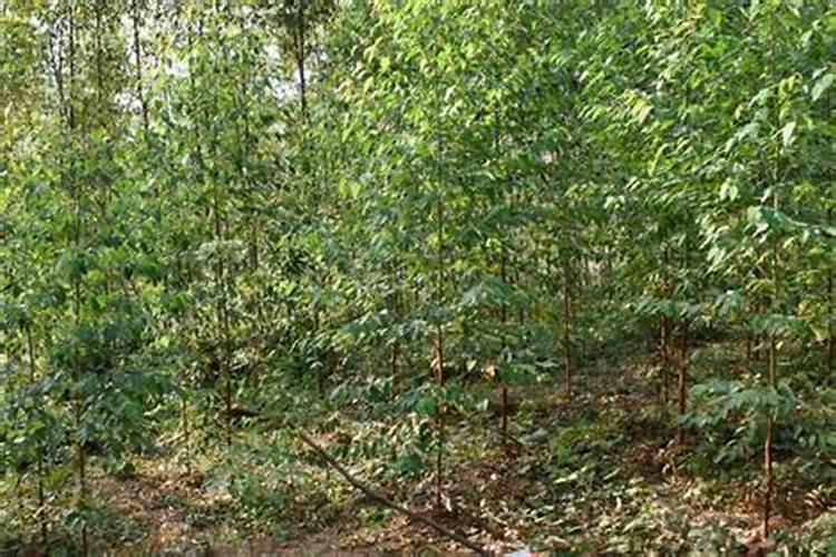 钾肥料的作用与功效是什么