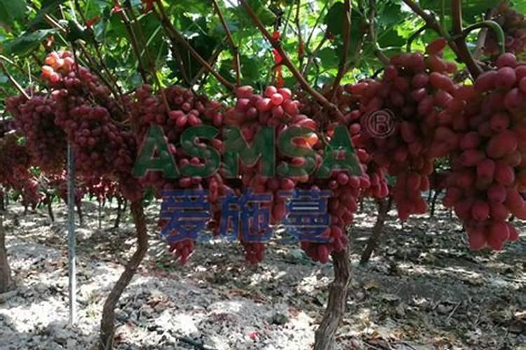 春天葡萄树发芽时施什么肥？