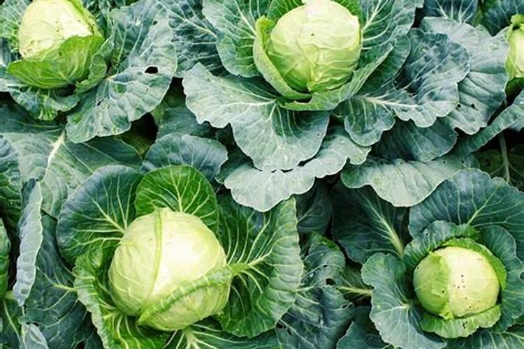 十字花科如何预防大根病