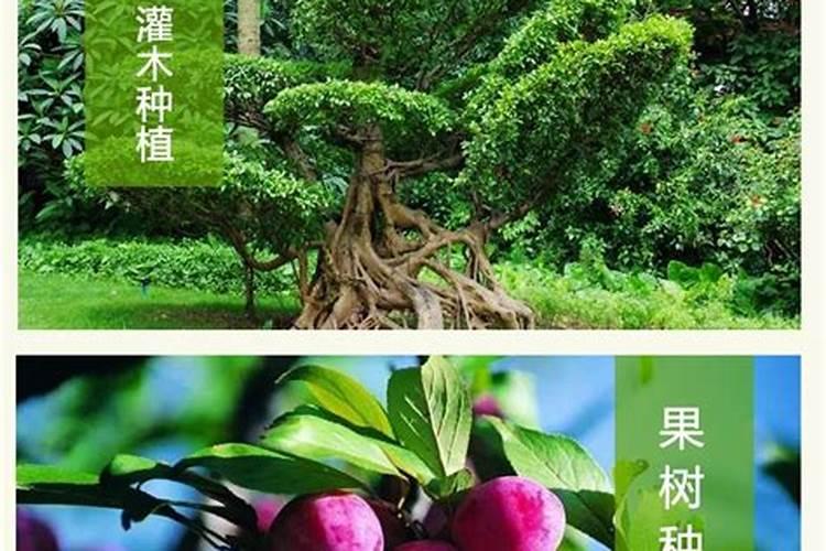 猪全身发紫,但吃食正常是什么病