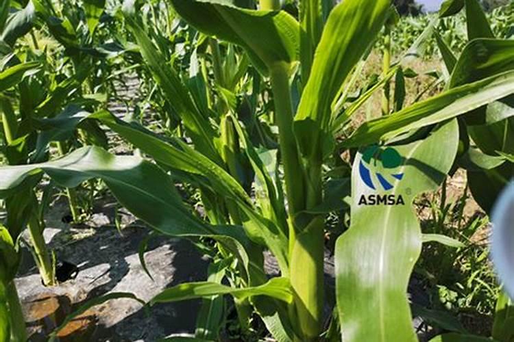 小麦灌浆水什么时候浇