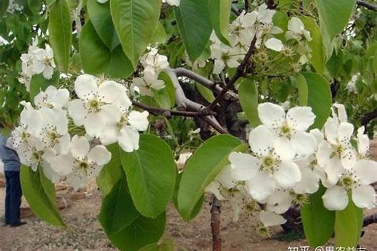 九杞叶大叶用什么叶面肥