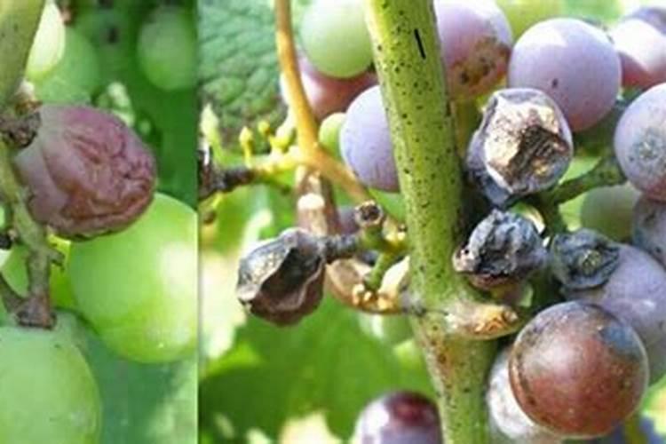 梨树多久浇次水一次好