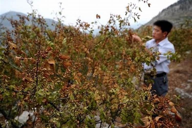 什么叶面肥能使叶子快速变绿变厚什么肥料可以使叶片肥厚
