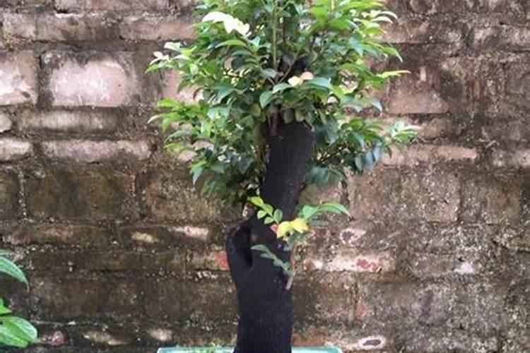 墨兰什么时候换盆