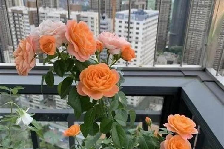 水稻叶子发红发黄是什么病？