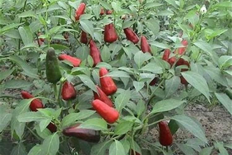 家里没有多菌灵怎么给花消毒