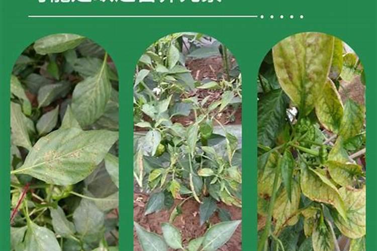 多肽有机氮肥哪种品牌好