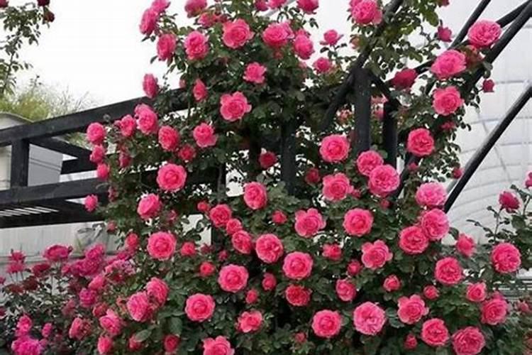 月季花施什么肥料好