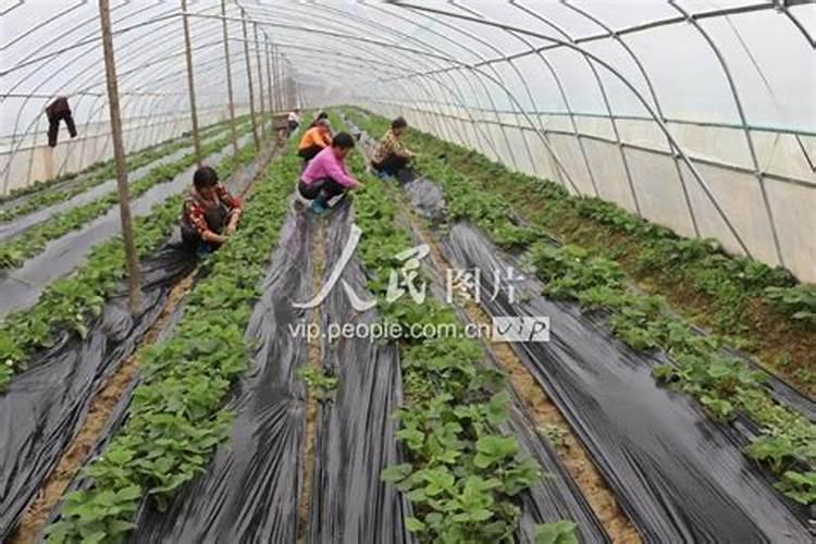 河南草莓种植基地在哪？