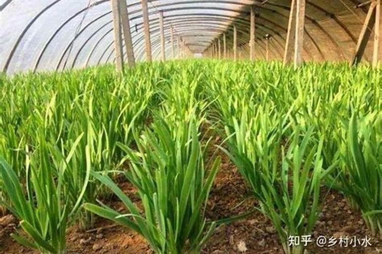 韭菜上啥肥料长得好