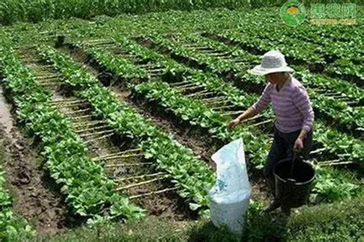 杨梅树施什么肥好,怎么施？