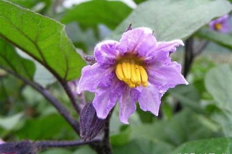 茄子增产管理如何做？茄子膨大增产使用叶面肥哪种好