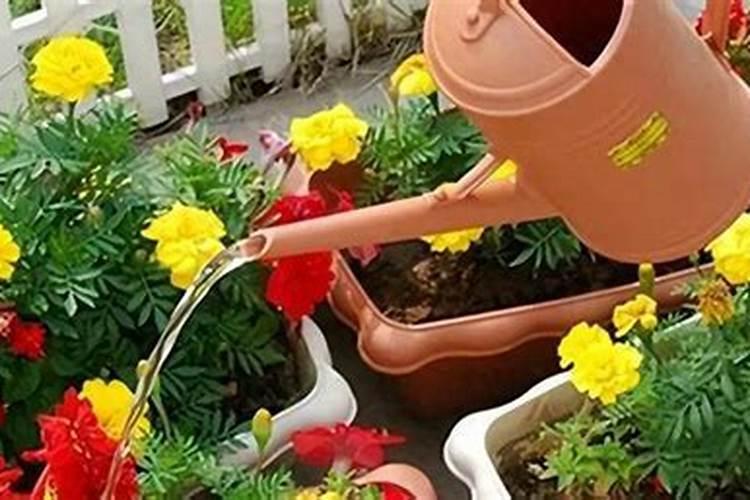 施用氮肥过多对植物有什么影响